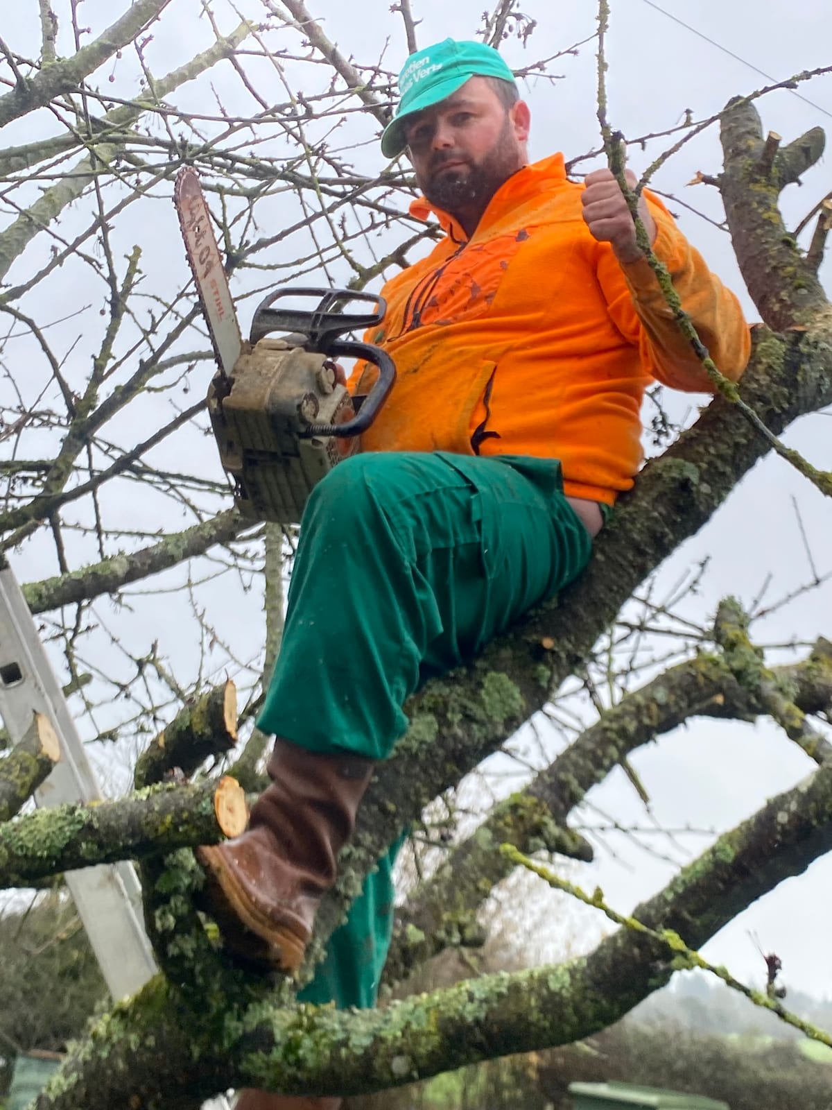 Élagueur grimpeur RAS Élagage en harnais avec tronçonneuse dans un arbre fruitier