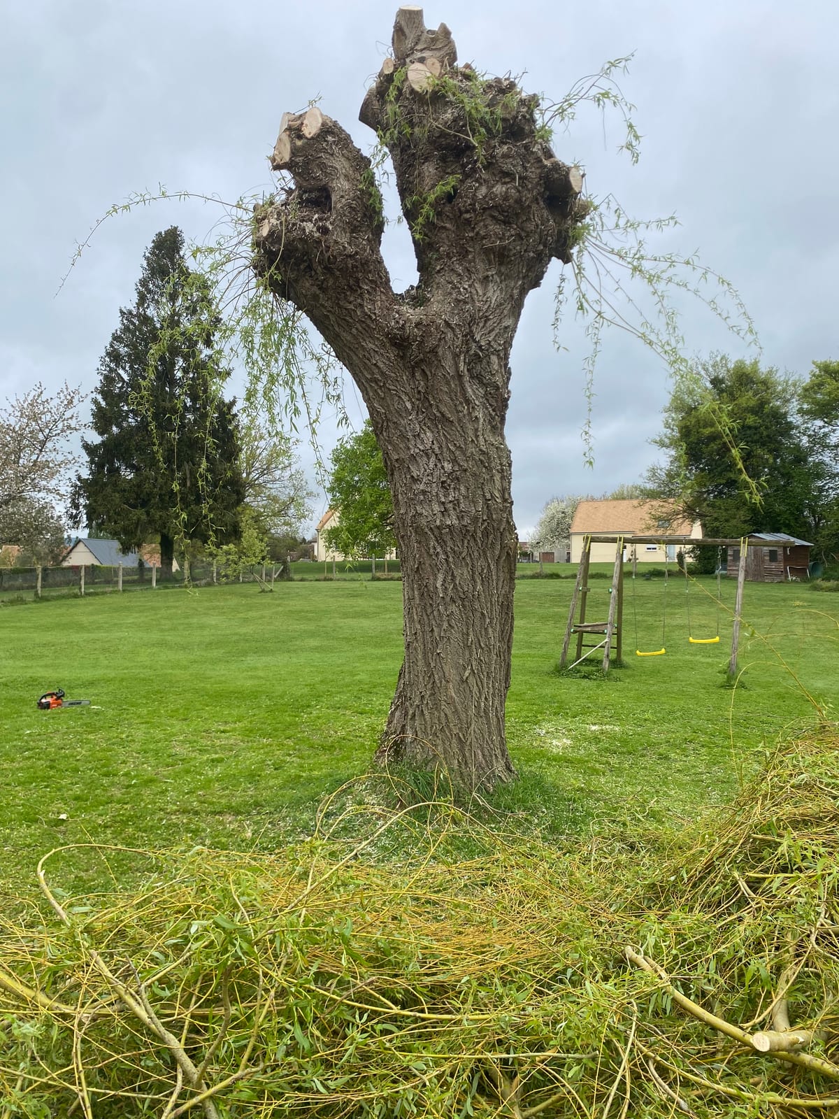 Grand arbre majestueux dans un jardin après élagage soigné