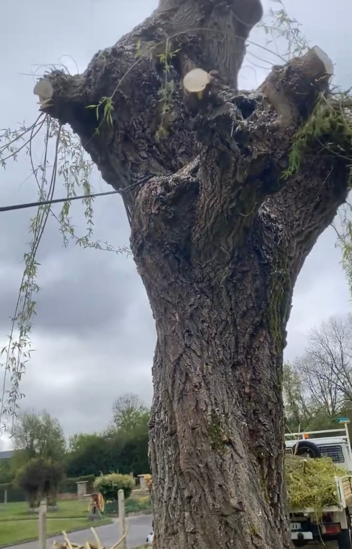 Tronc d'arbre étêté en bordure de route pour sécurisation